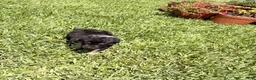 Mixed Breed dogs for sale: Saide  - Ad 5
