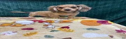 Miniature Dachshund dogs for sale: Miniature Dachshund 1 - Ad 1