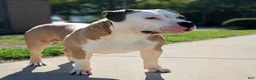 American Bully dogs for sale: American Bully - Ad 6