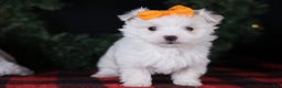 Maltese dogs for sale: APOLLO - Ad 1
