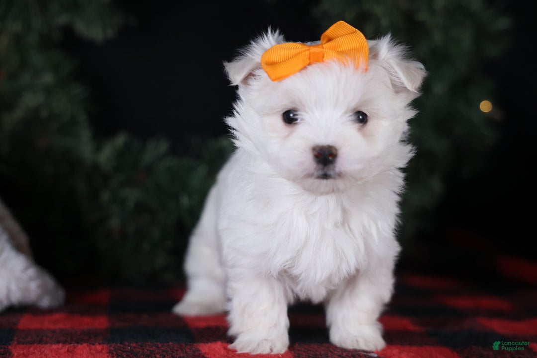 Maltese dogs for sale: APOLLO - Ad 1