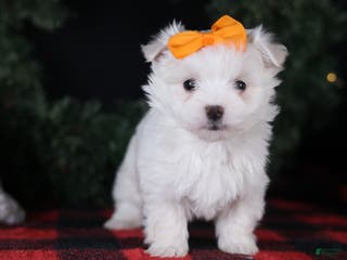 Maltese dogs APOLLO - Ad 15