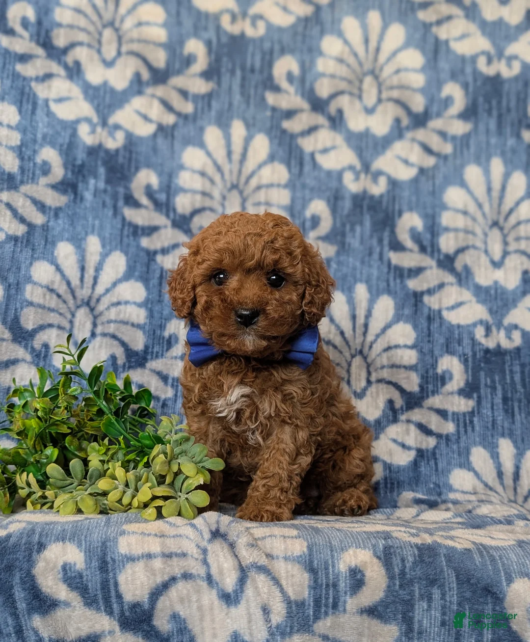 Cavapoo dogs for sale: Drew Hypoallergenic - Ad 3