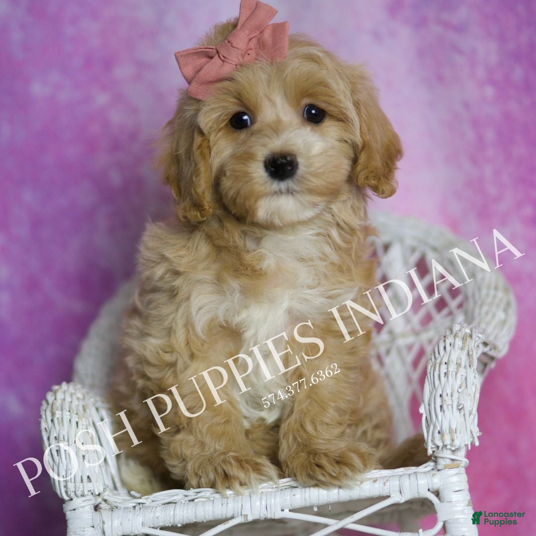 Maltipoo dogs Chrissy - Ad 8