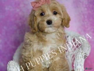 Maltipoo dogs Chrissy - Ad 32