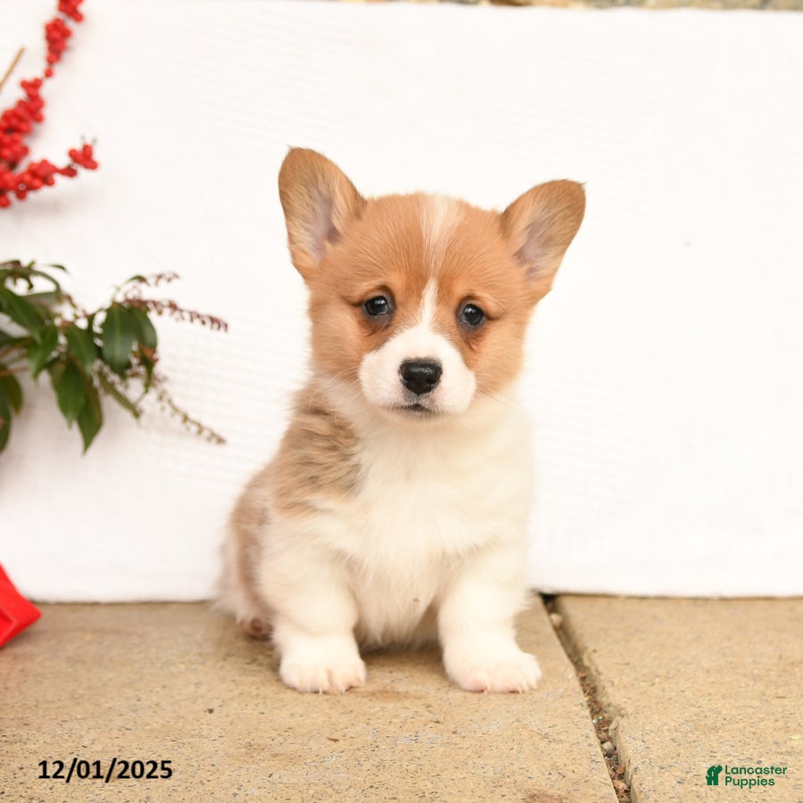 Welsh Corgi Pembroke dogs Princess - Ad 25