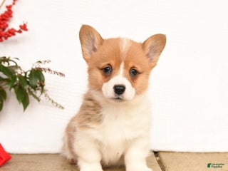 Welsh Corgi Pembroke dogs Princess - Ad 18