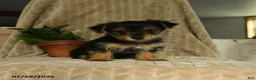 Morkie dogs for sale: Nelson - Ad 5