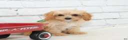 Cavapoo dogs for sale: Teddy - Ad 4