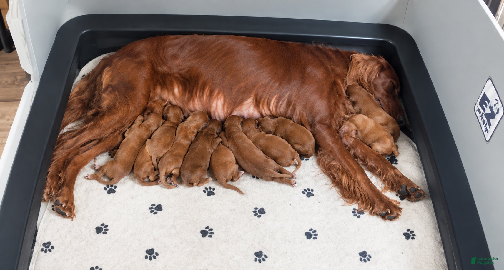 Irish Setter dogs for sale: Irish Setter 5 - Ad 1