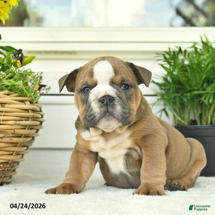 English Bulldog dogs Luna  - Ad 1