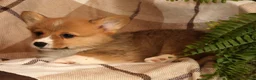 Welsh Corgi Pembroke dogs for sale: Justin - Ad 4