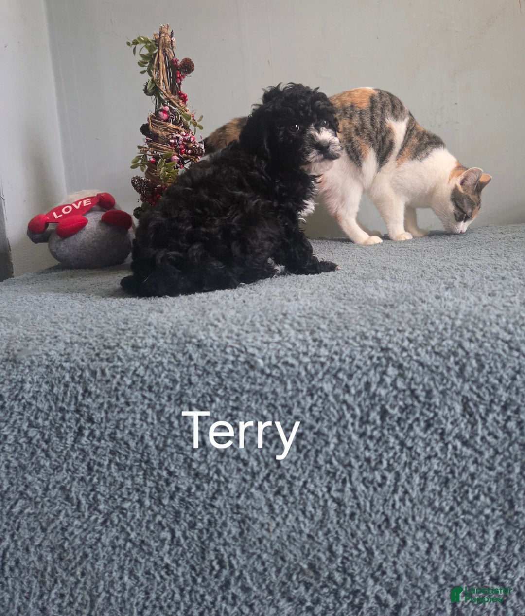 Cavapoo dogs for sale: Terry - Ad 7