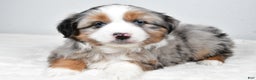 Miniature Australian Shepherd dogs for sale: Queeny - Ad 3
