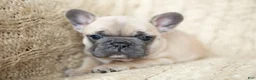 French Bulldog dogs for sale: Penny AKC - Ad 3