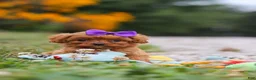 Cavapoo dogs for sale: Lilac - Ad 8