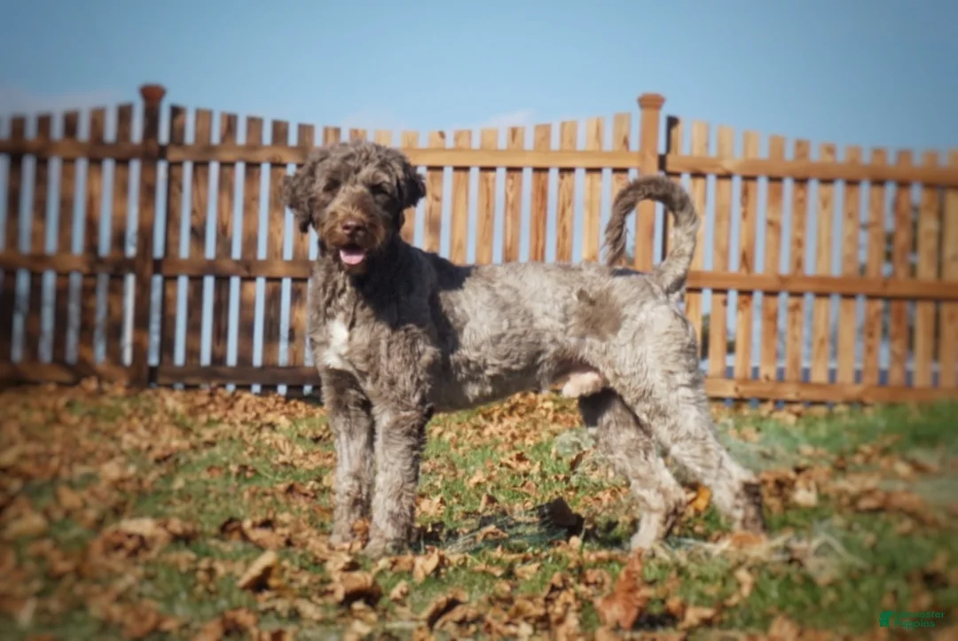 Portuguese Water Dog dogs for sale: Toby - Ad 7