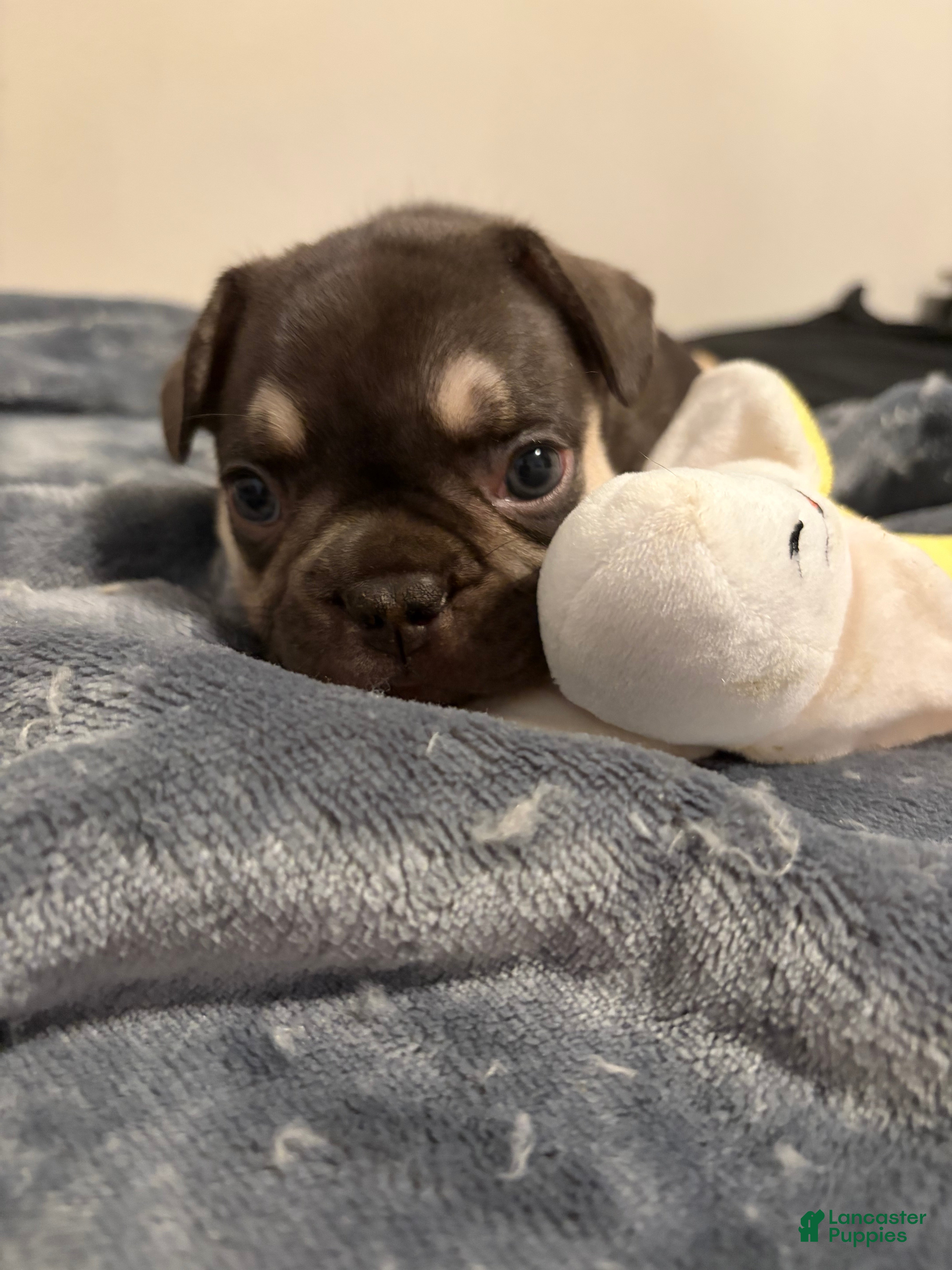 French Bulldog dogs French Bulldog (blue collar) - Ad 24