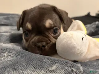 French Bulldog dogs French Bulldog (blue collar) - Ad 24