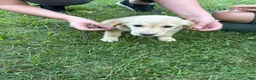 Golden Retriever dogs for sale: Orange - Ad 1