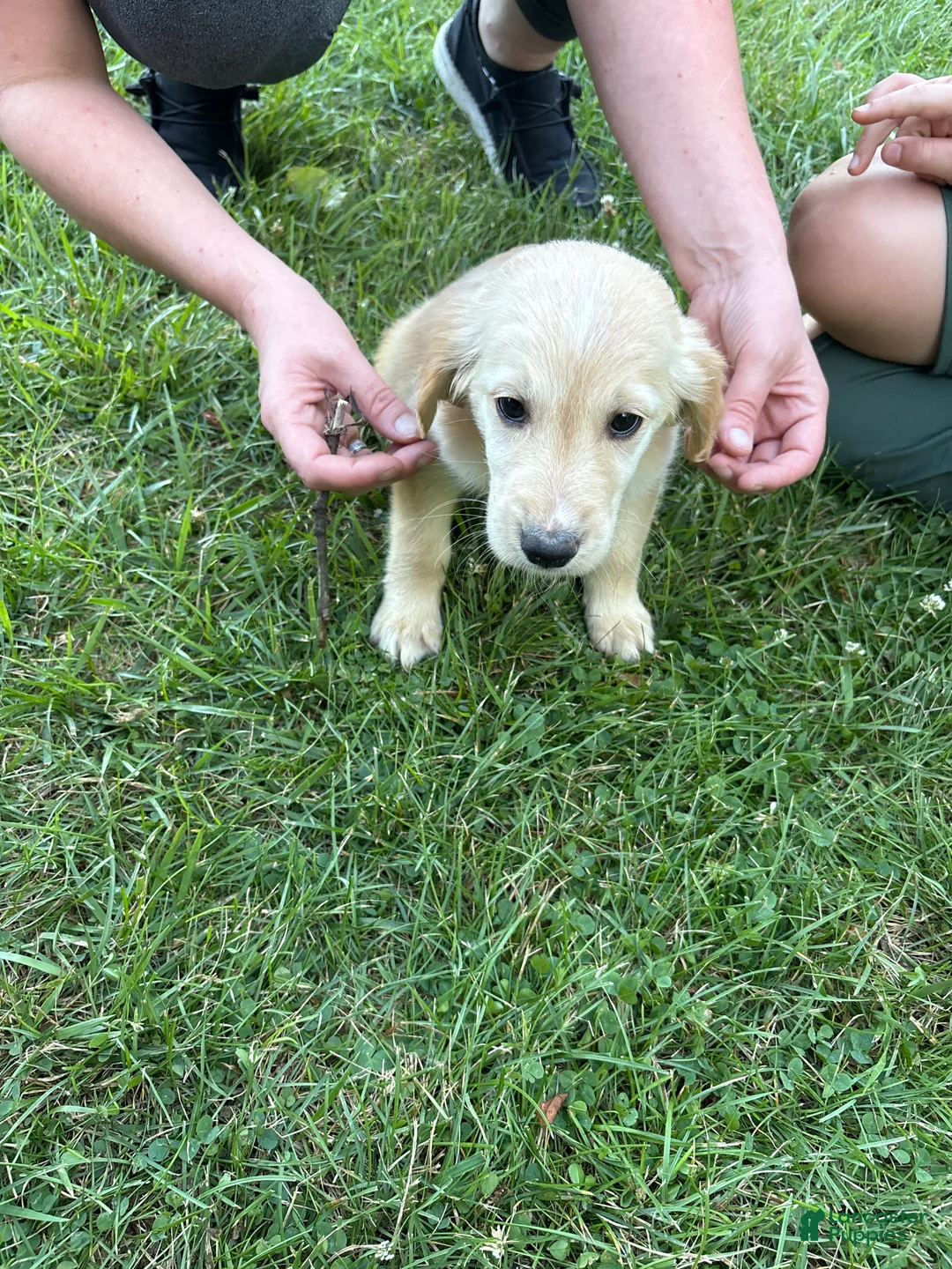 Golden Retriever dogs for sale: Orange - Ad 1