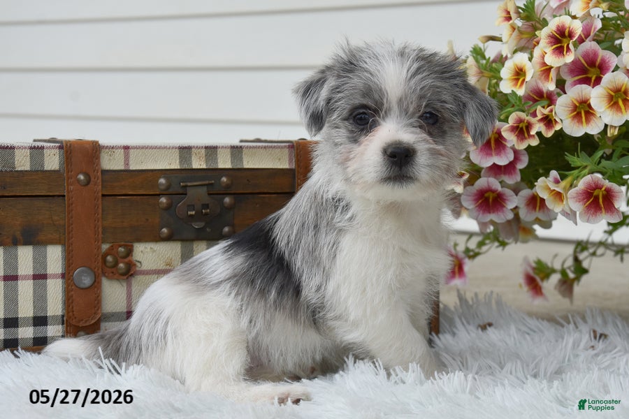 Mixed Breed dogs for sale: Marshall - Ad 4