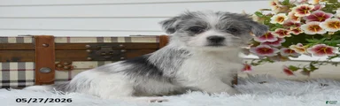 Marshall