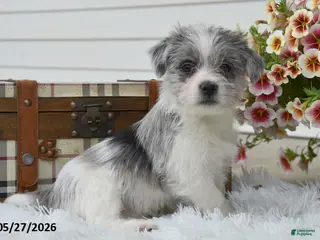 Mixed Breed dogs for sale: Marshall - Ad 4