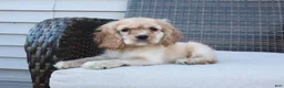Cocker Spaniel dogs for sale: Autumn - Ad 8