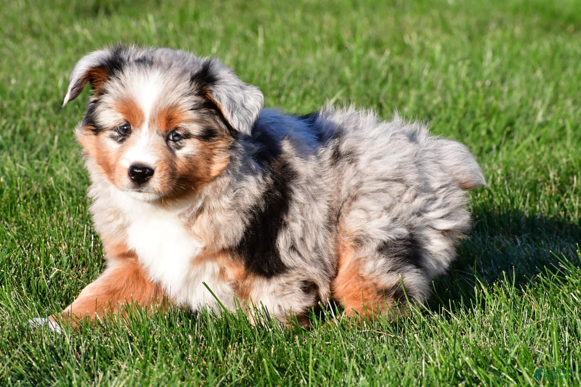 Miniature Australian Shepherd dogs for sale: Anika - Ad 2
