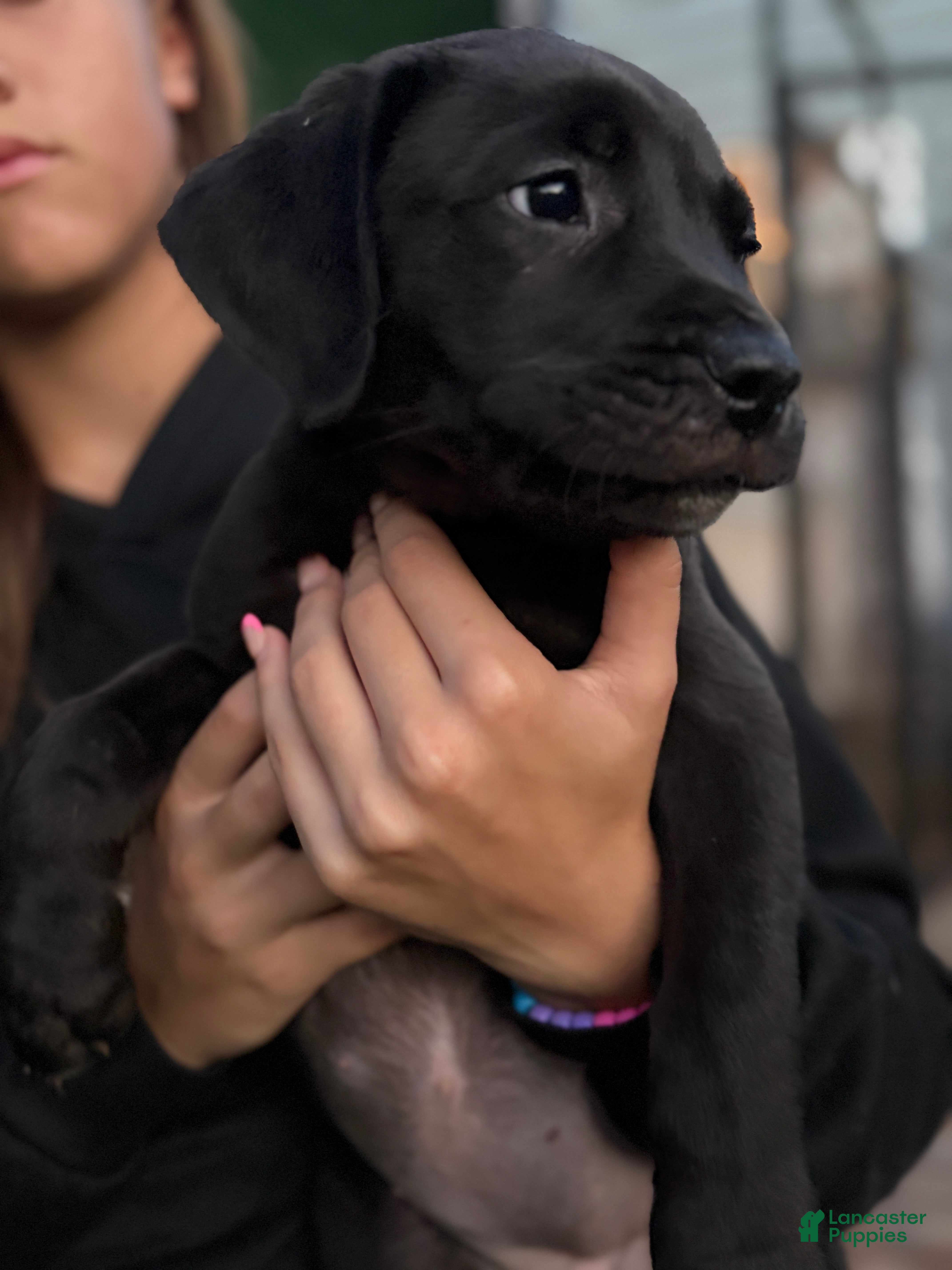 Mixed Breed dogs Puppy 2 - Ad 2