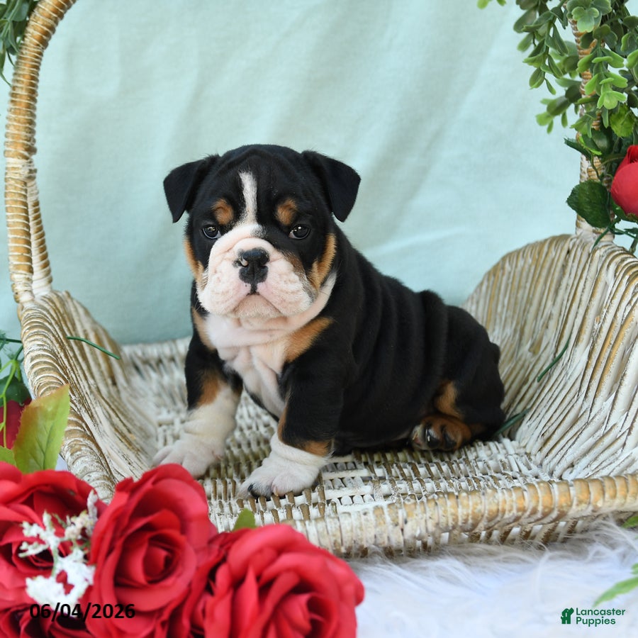 English Bulldog dogs for sale: Dakota - Ad 5