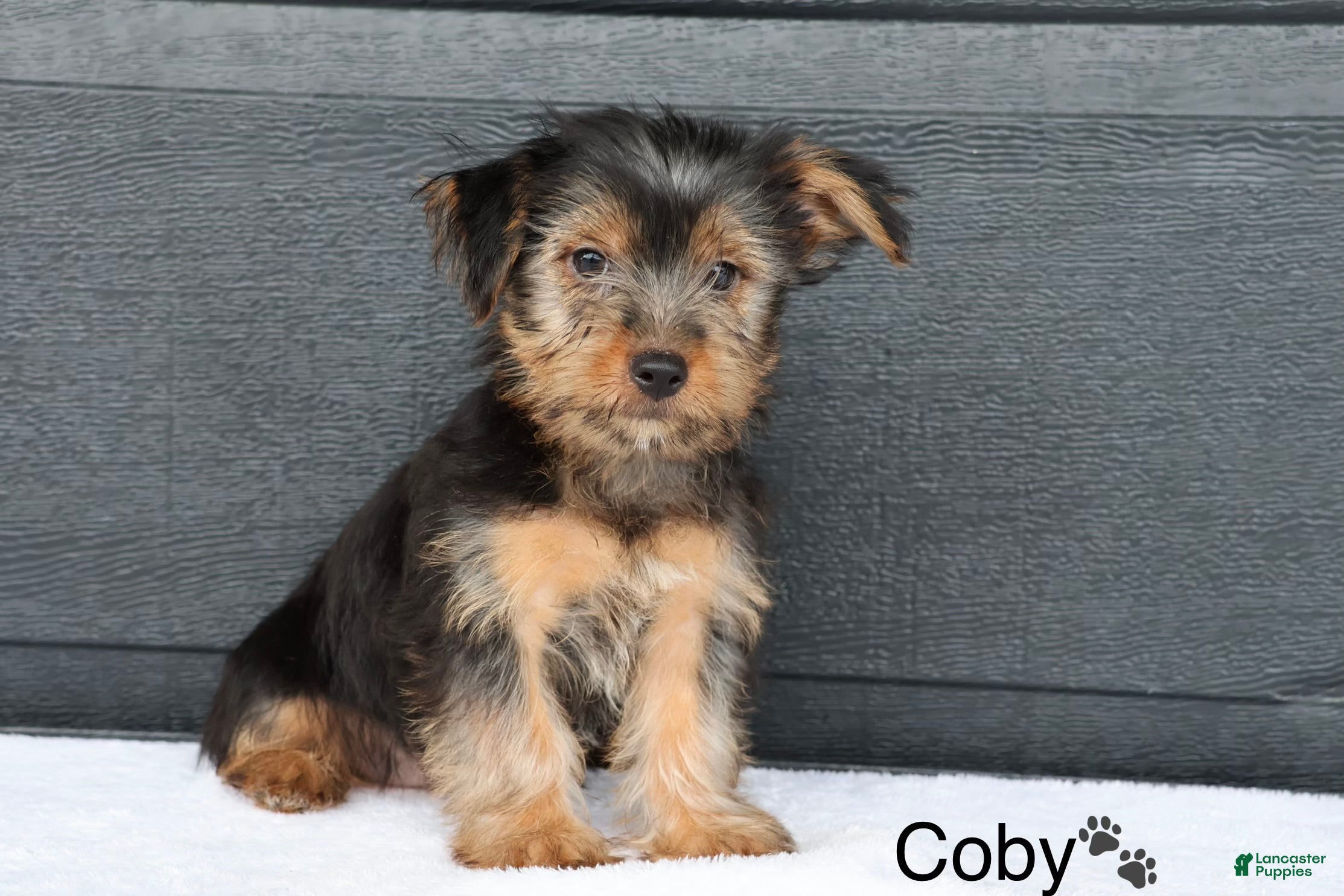 Yorkshire Terrier dogs Coby - Ad 1