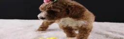 Mini Goldendoodle dogs for sale: Daisy - Ad 14