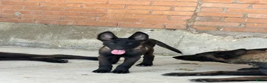 Belgian Malinois 2