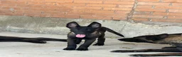 Belgian Malinois dogs for sale: Belgian Malinois 2 - Ad 1