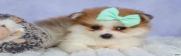 Pomeranian dogs for sale: Frankie 🐶 - Ad 11