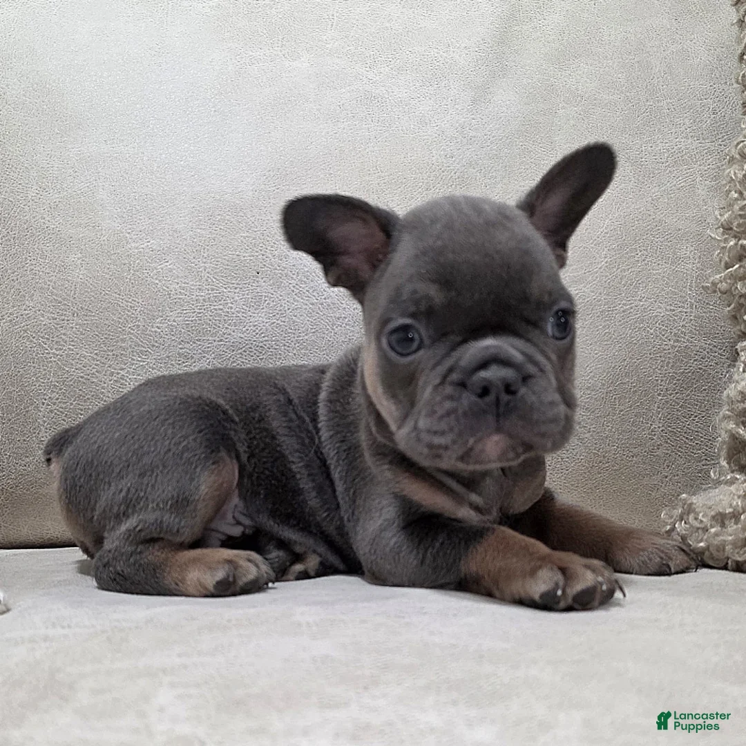 French Bulldog dogs for sale: Finley - Ad 3