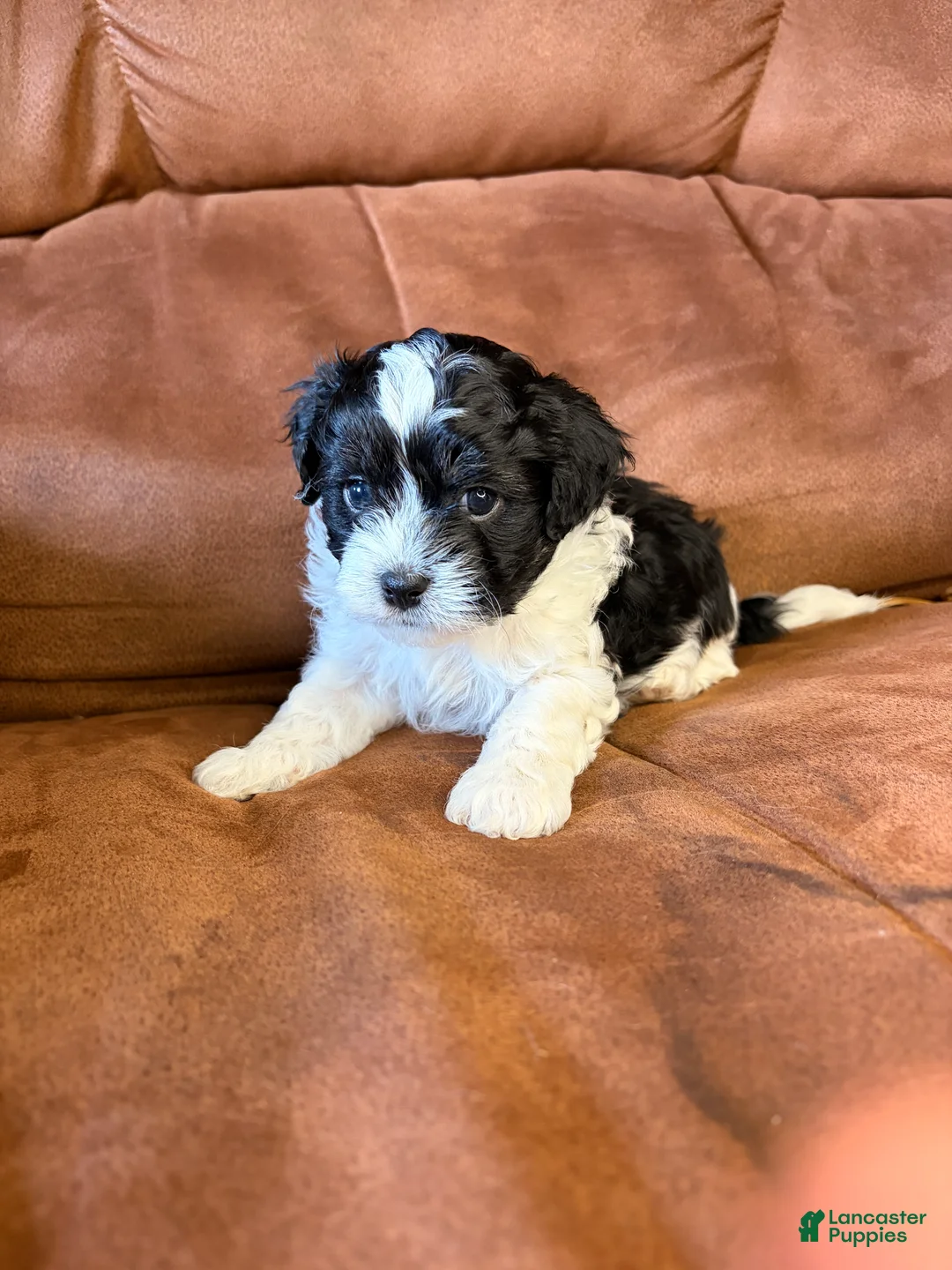 Mixed Breed dogs for sale: Ollie - Ad 2