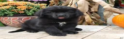 Newfoundland dogs for sale: Asher - Ad 4