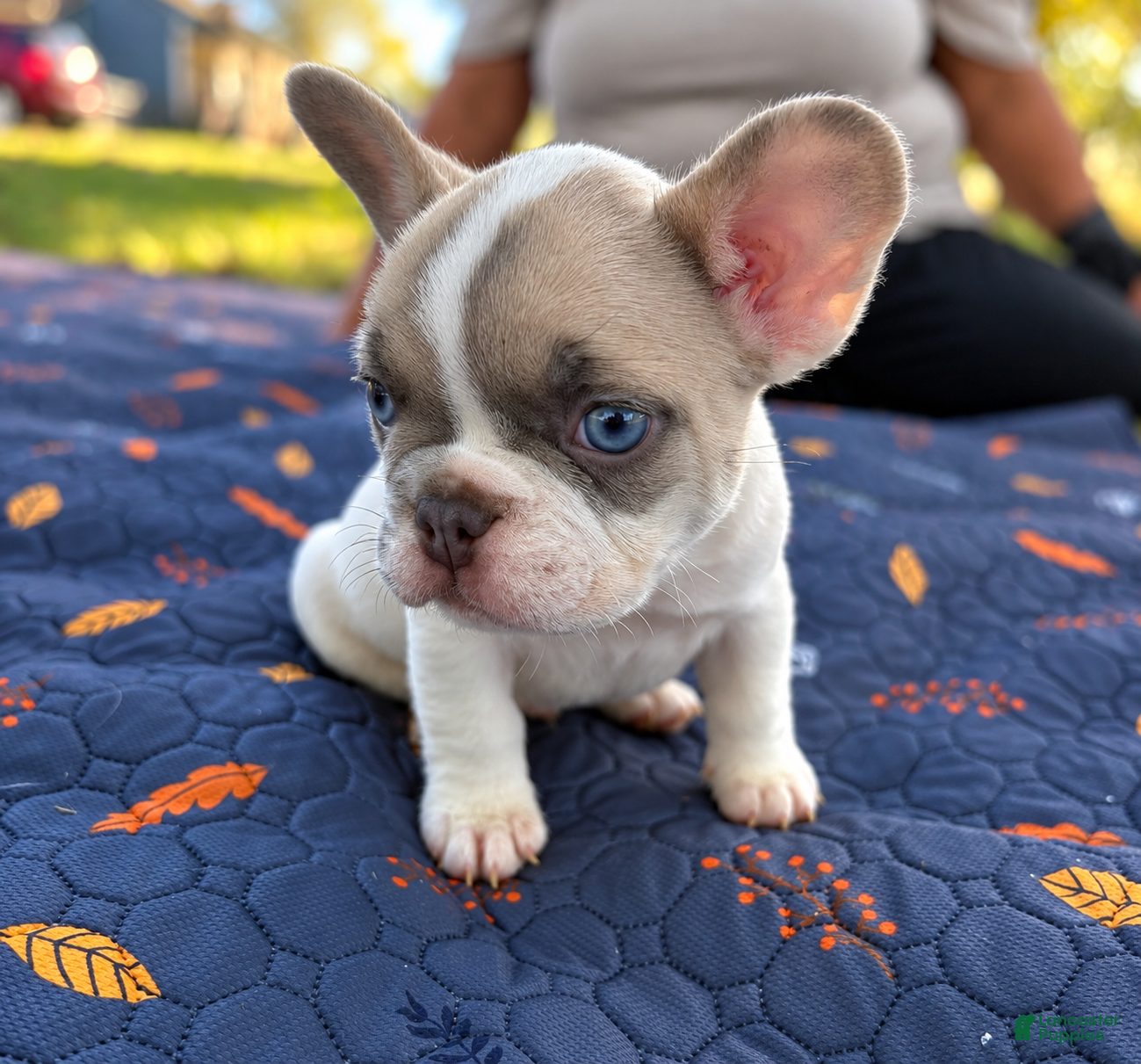 French Bulldog dogs for sale: Micah - Ad 2
