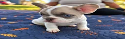 French Bulldog dogs for sale: Micah - Ad 2