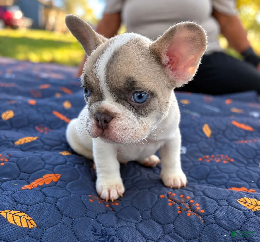 French Bulldog dogs for sale: Micah - Ad 2