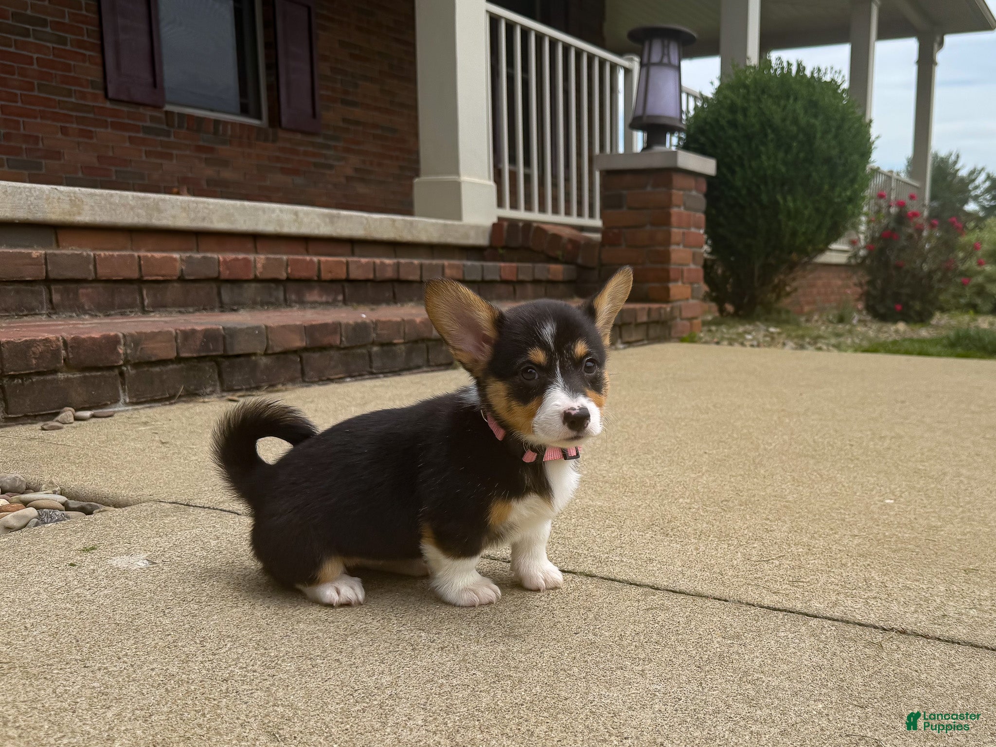 Welsh Corgi Pembroke dogs Daisy - Ad 2