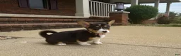 Welsh Corgi Pembroke dogs for sale: Daisy - Ad 2