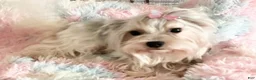 Yorkshire Terrier dogs for sale: Yorkshire Terrier Puppy 2 - Ad 5