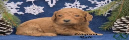 Mini Goldendoodle dogs for sale: Zimpson - Ad 3