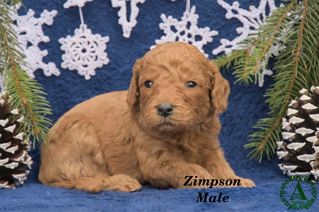 Mini Goldendoodle dogs for sale: Zimpson - Ad 3