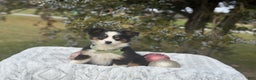 Miniature Australian Shepherd dogs for sale: Tango - Ad 7