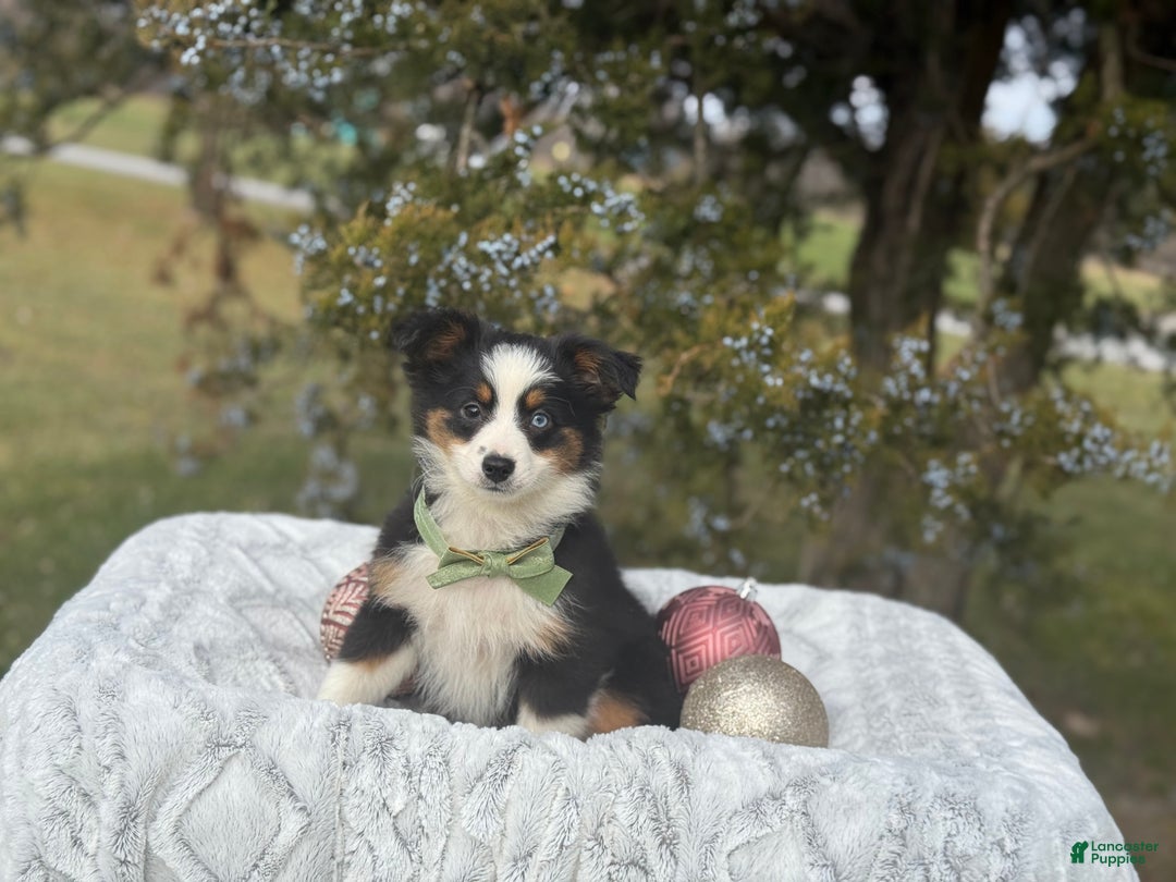 Miniature Australian Shepherd dogs for sale: Tango - Ad 7